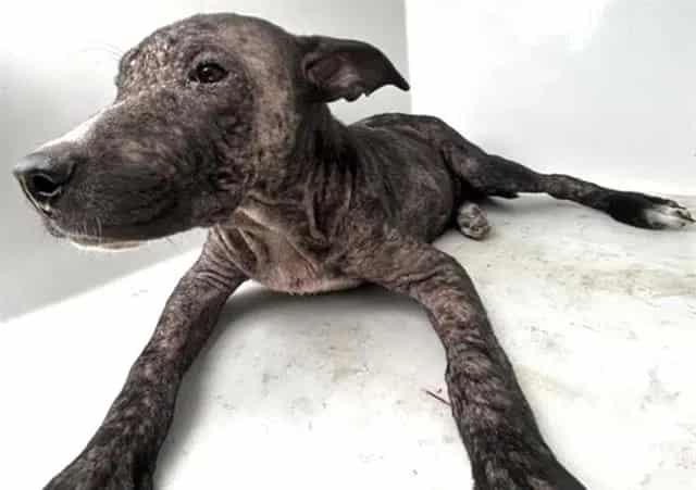Photo of Senior Pit Bull Terrier, adoptable Pit Bull Terrier in Houston, Texas