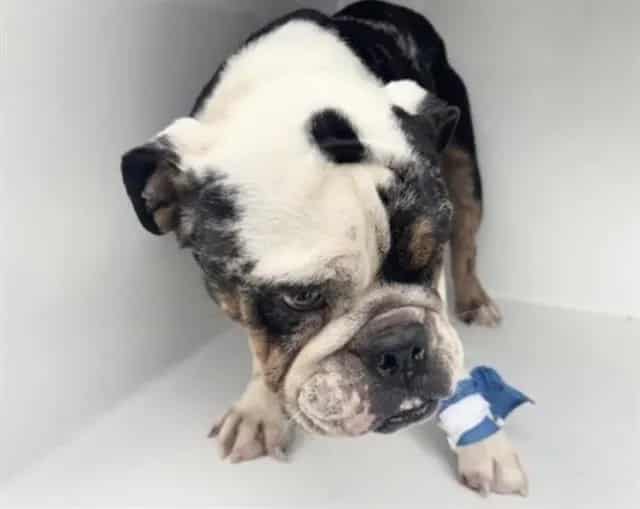 Photo of Senior American Bulldog, adoptable American Bulldog in Houston, Texas