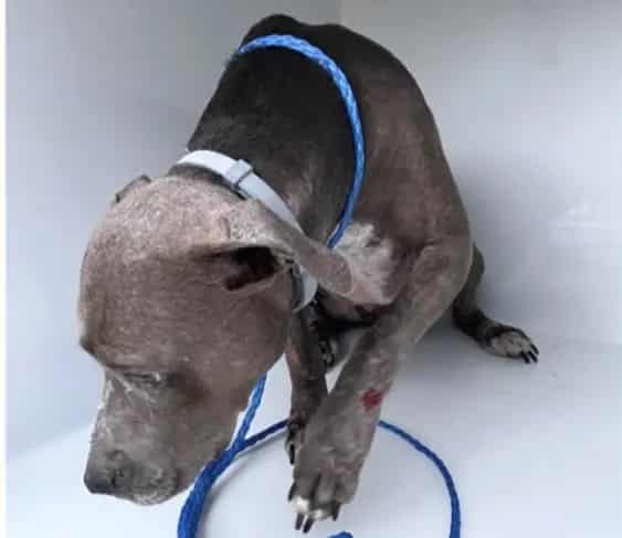 Photo of Senior Pit Bull Terrier, adoptable Pit Bull Terrier in Houston, Texas