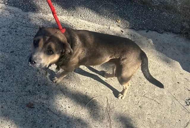 Photo of Senior American Pit Bull Terrier, adoptable American Pit Bull Terrier in Houston, Texas