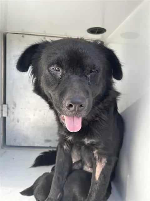Photo of Senior Labrador Retriever mix, adoptable Labrador Retriever mix in Houston, Texas
