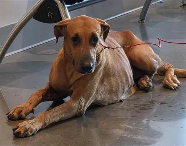 Photo of Senior Great Dane, adoptable Great Dane in Houston, Texas