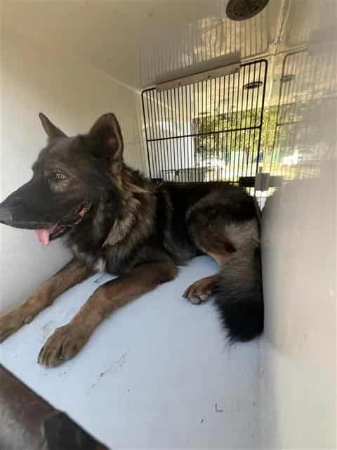 Photo of Senior German Shepherd Dog and Belgian Malinois, adoptable German Shepherd Dog and Belgian Malinois in Houston, Texas