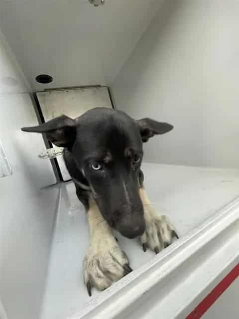 Photo of Senior German Shepherd Dog and Australian Kelpie, adoptable German Shepherd Dog and Australian Kelpie in Houston, Texas