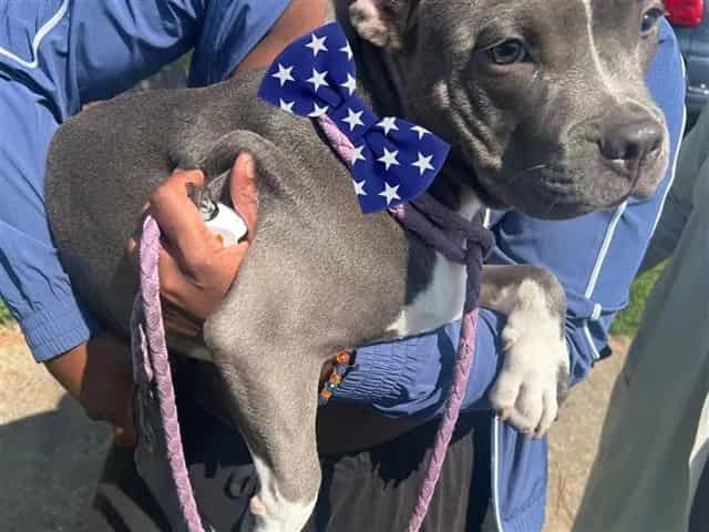 Photo of Senior American Pit Bull Terrier, adoptable American Pit Bull Terrier in Houston, Texas