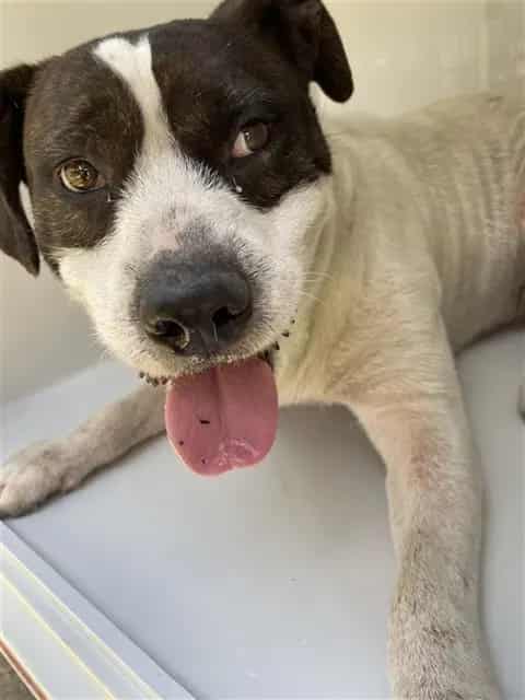 Photo of Senior Pit Bull Terrier, adoptable Pit Bull Terrier in Houston, Texas