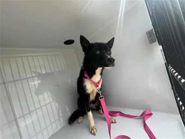 Photo of Senior Australian Kelpie, adoptable Australian Kelpie in Houston, Texas