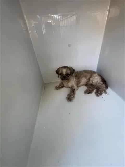 Photo of Senior Shih Tzu, adoptable Shih Tzu in Houston, Texas