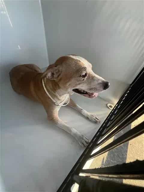 Photo of Senior Rat Terrier and Chihuahua - Smooth Coated, adoptable Rat Terrier and Chihuahua - Smooth Coated in Houston, Texas