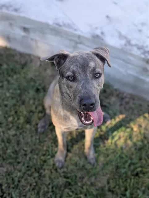 Photo of Senior Pit Bull Terrier mix, adoptable Pit Bull Terrier mix in Houston, Texas