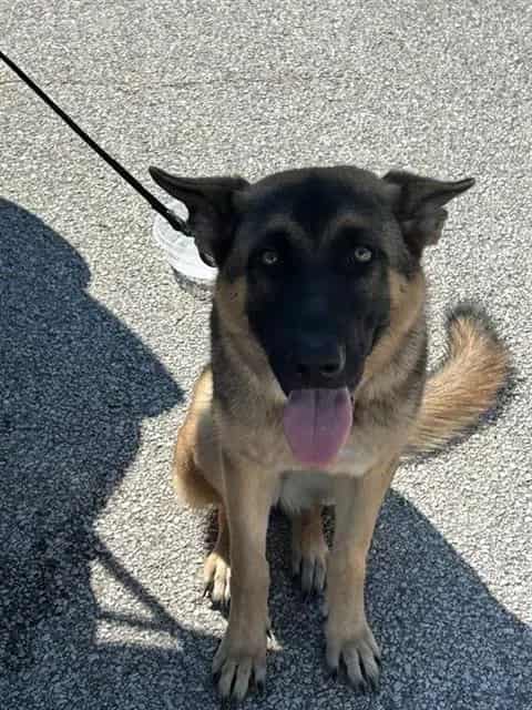 Photo of Senior German Shepherd Dog, adoptable German Shepherd Dog in Houston, Texas