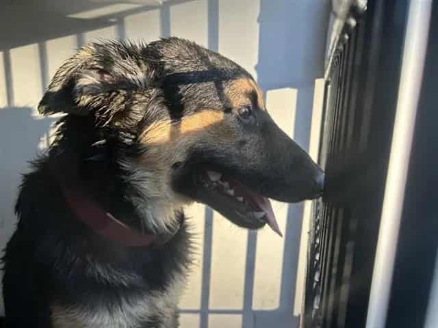 Photo of Senior German Shepherd Dog mix, adoptable German Shepherd Dog mix in Houston, Texas