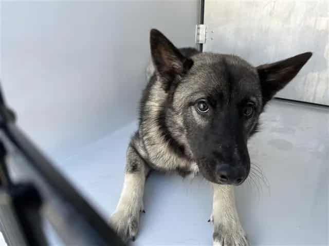 Photo of Senior German Shepherd Dog mix, adoptable German Shepherd Dog mix in Houston, Texas