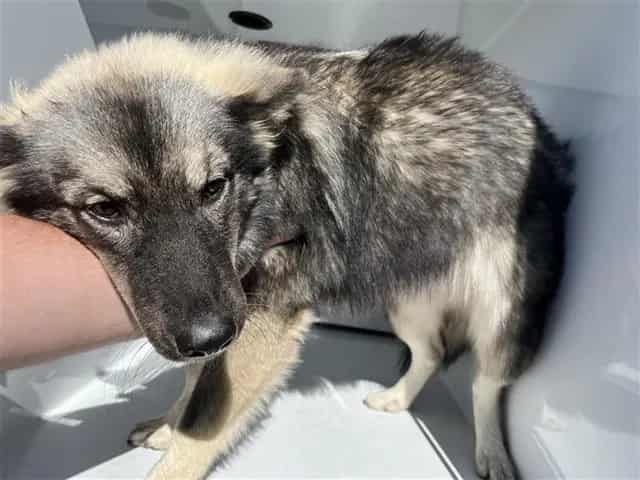 Photo of Senior German Shepherd Dog mix, adoptable German Shepherd Dog mix in Houston, Texas