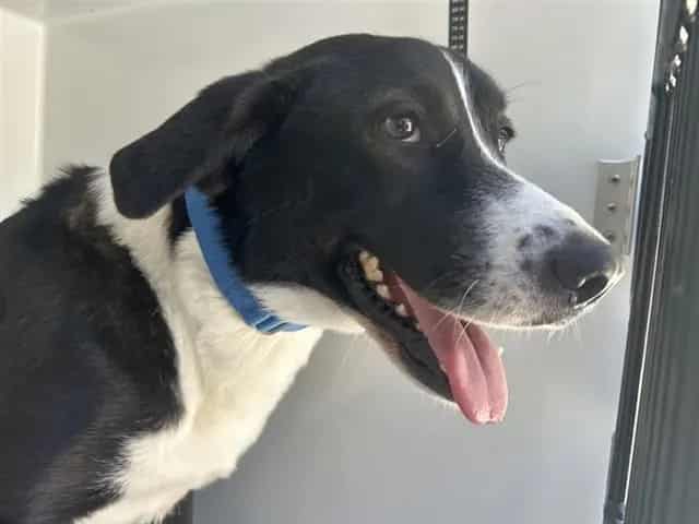 Photo of Senior Labrador Retriever mix, adoptable Labrador Retriever mix in Houston, Texas