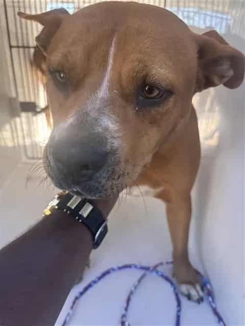 Photo of Bella, adoptable Pit Bull Terrier in Houston, Texas