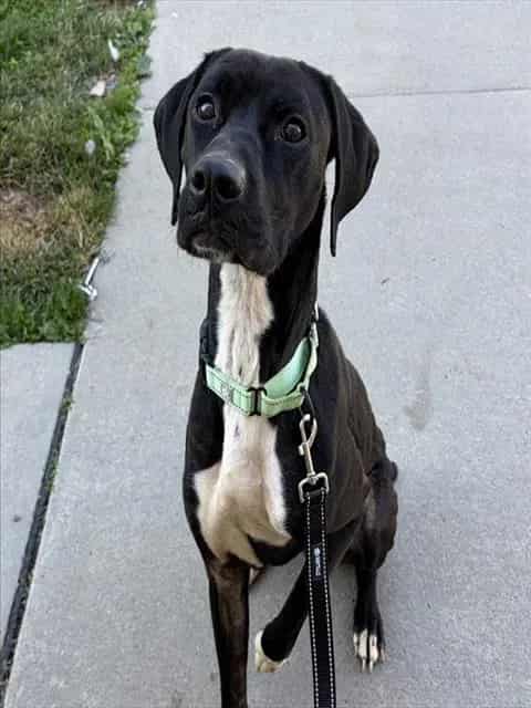 Photo of Monty, adoptable Labrador Retriever mix in Center Township, Pennsylvania