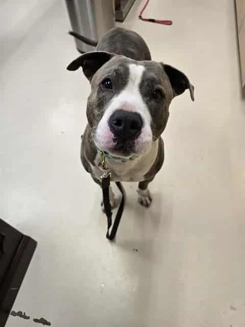 Photo of Haymitch, adoptable Pit Bull Terrier mix in Center Township, Pennsylvania