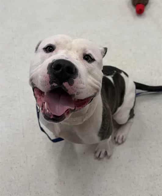 Photo of Jimmy Kibble, adoptable Pit Bull Terrier mix in Center Township, Pennsylvania