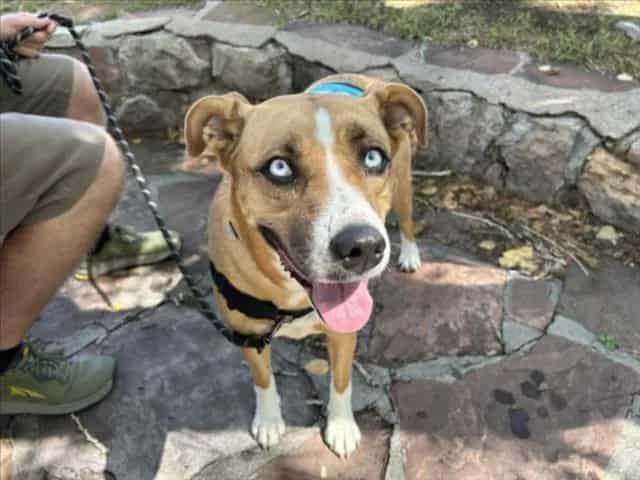 Photo of Rala, adoptable Mixed Breed in Santa Fe, New Mexico