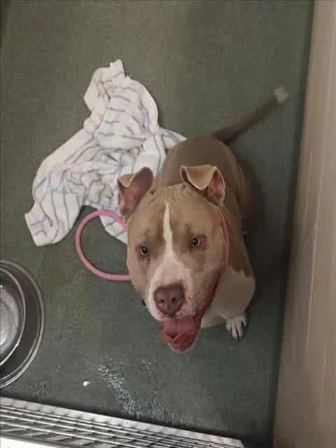 Photo of Senior Mixed Breed, adoptable Mixed Breed in Santa Fe, New Mexico