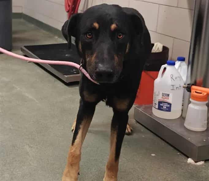 Photo of Senior Mixed Breed, adoptable Mixed Breed in Santa Fe, New Mexico
