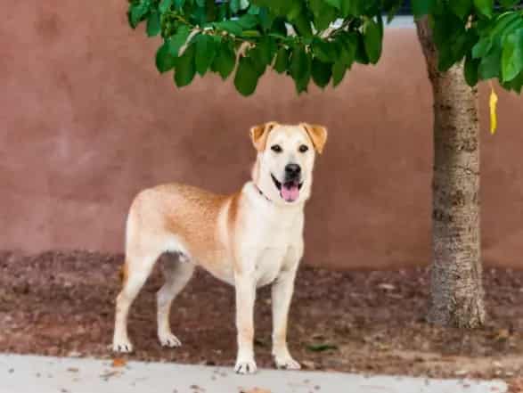 Photo of Bubba, adoptable Mixed Breed in Santa Fe, New Mexico