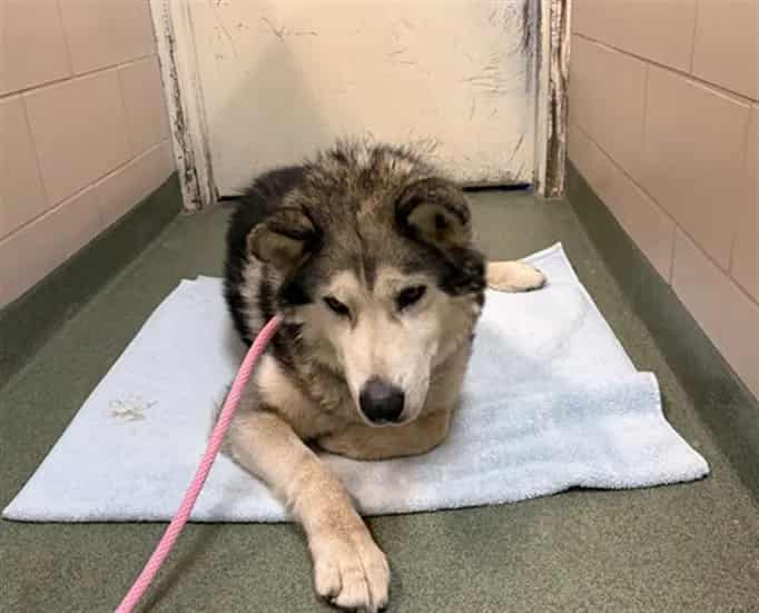 Photo of Senior Mixed Breed, adoptable Mixed Breed in Santa Fe, New Mexico