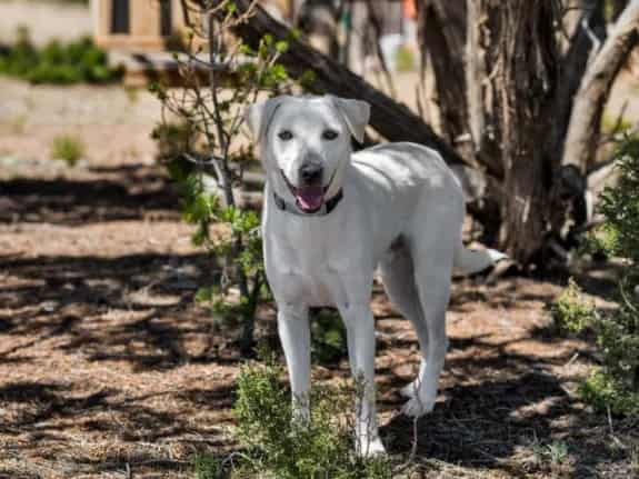 Photo of Woody, adoptable Mixed Breed in Santa Fe, New Mexico