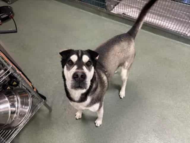 Photo of Ashi, adoptable Mixed Breed in Santa Fe, New Mexico