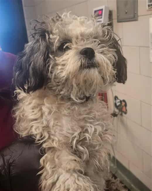 Photo of Finley, adoptable Mixed Breed in Santa Fe, New Mexico