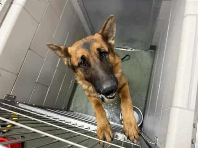 Photo of Strongheart, adoptable Mixed Breed in Santa Fe, New Mexico