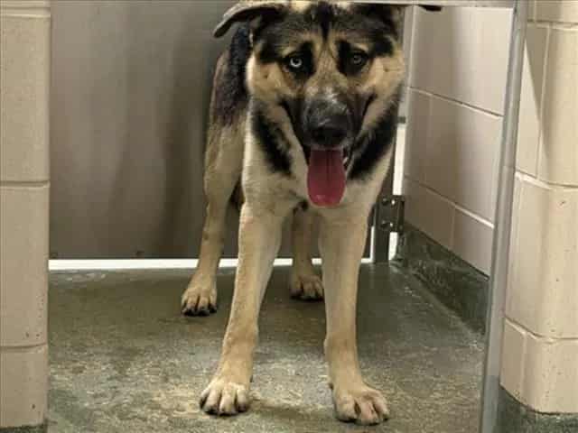 Photo of Orbit, adoptable Mixed Breed in Santa Fe, New Mexico
