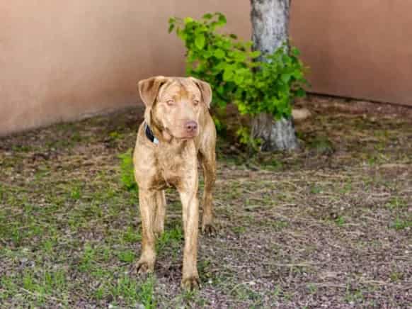 Photo of Rusty, adoptable Mixed Breed in Santa Fe, New Mexico