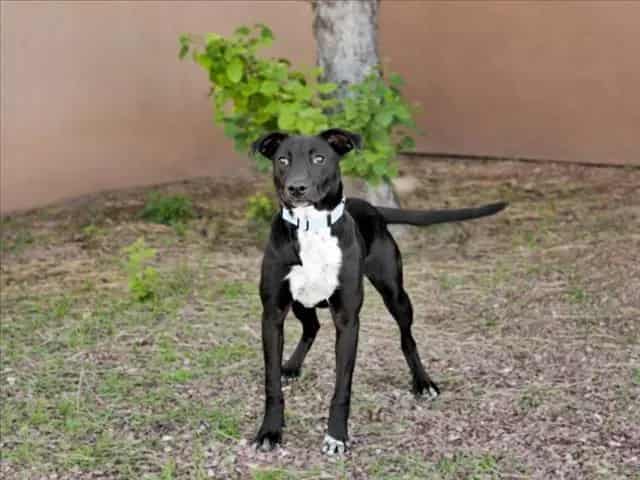Photo of Autumn, adoptable Mixed Breed in Santa Fe, New Mexico