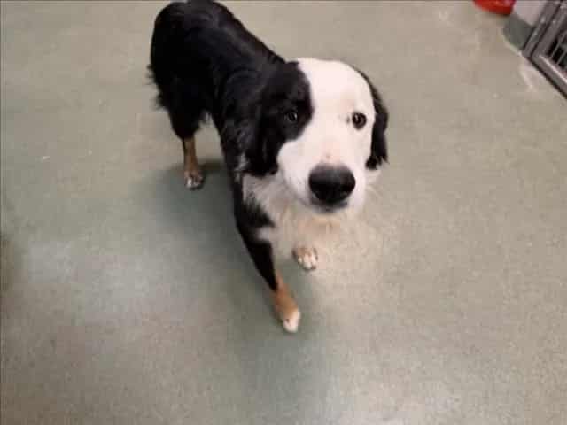 Photo of Chippy, adoptable Mixed Breed in Santa Fe, New Mexico