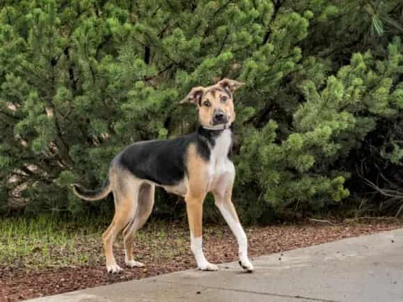 Photo of Desdemona, adoptable Mixed Breed in Santa Fe, New Mexico
