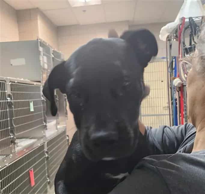 Photo of Dolly, adoptable Mixed Breed in Santa Fe, New Mexico