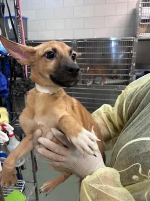 Photo of Lily, adoptable Mixed Breed in Santa Fe, New Mexico