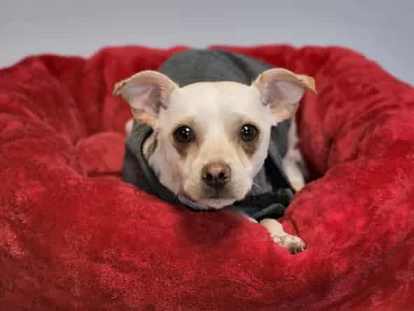 Photo of Bruiser Woods, adoptable Mixed Breed in Santa Fe, New Mexico