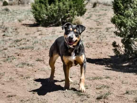 Photo of Cartie, adoptable Mixed Breed in Santa Fe, New Mexico