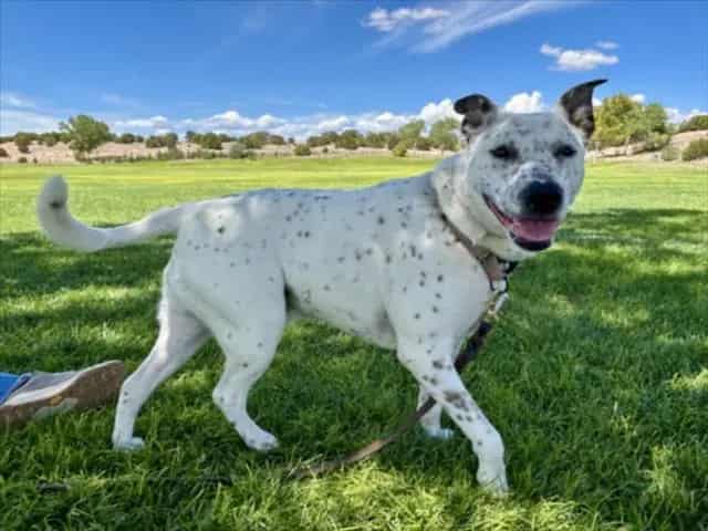 Photo of Bud, adoptable Mixed Breed in Santa Fe, New Mexico