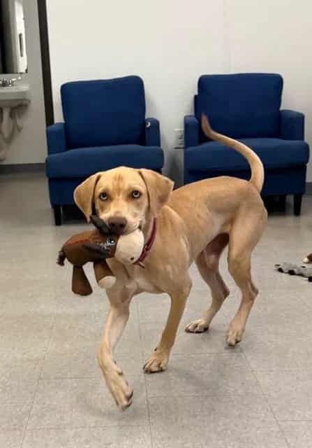 Photo of Tulio, adoptable dog in Palmetto, Florida