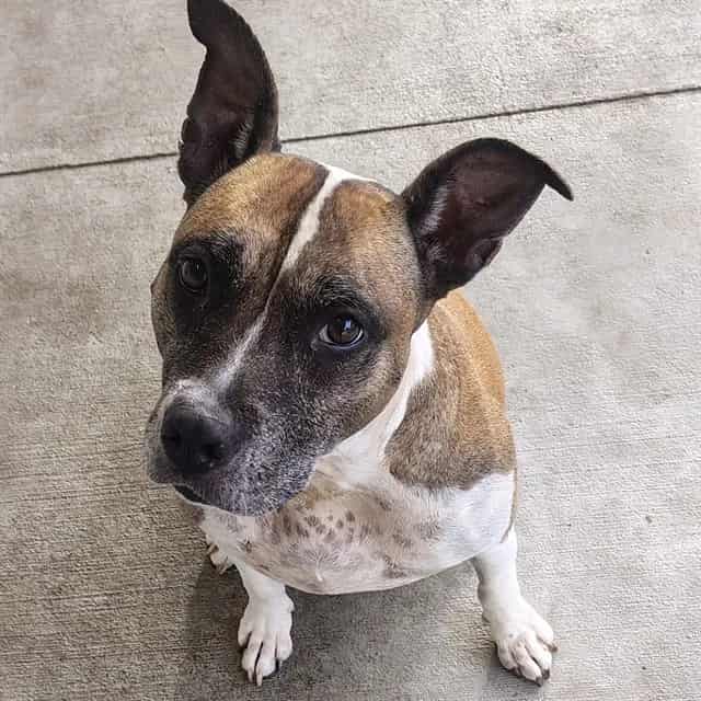 Photo of Sookie, adoptable dog in Palmetto, Florida