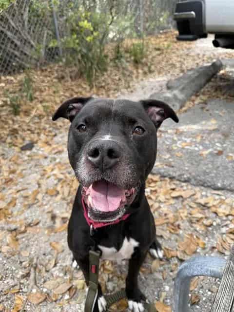 Photo of Pumbaa, adoptable dog in Palmetto, Florida