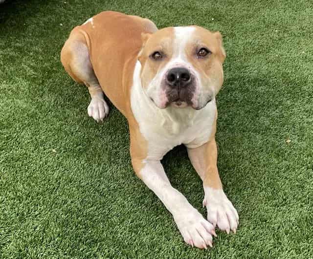 Photo of Lavonte, adoptable dog in Palmetto, Florida