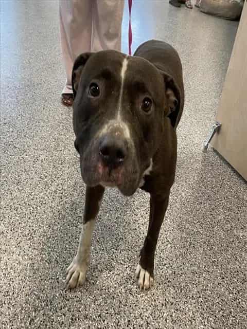 Photo of Lydia, adoptable dog in Palmetto, Florida