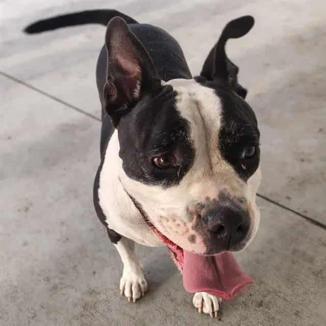Photo of Emmie, adoptable dog in Palmetto, Florida