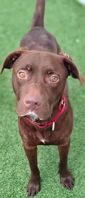 Photo of Barry, adoptable dog in Palmetto, Florida