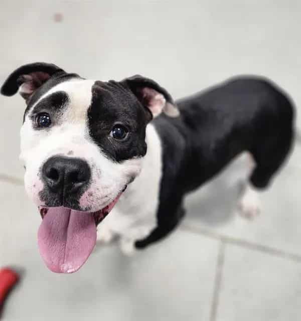 Photo of Beetlejuice, adoptable dog in Palmetto, Florida